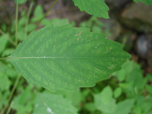 Photo By: Stephen M. Young. Photo taken: Tioga County, NY on 11 August 2004